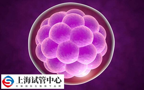 8细胞2级的鲜胚被认为是质量较好的胚胎