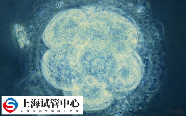 8细胞2级鲜胚的移植成功率通常较高