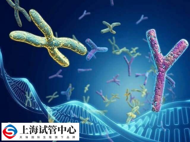 dd2聚体高会影响生育