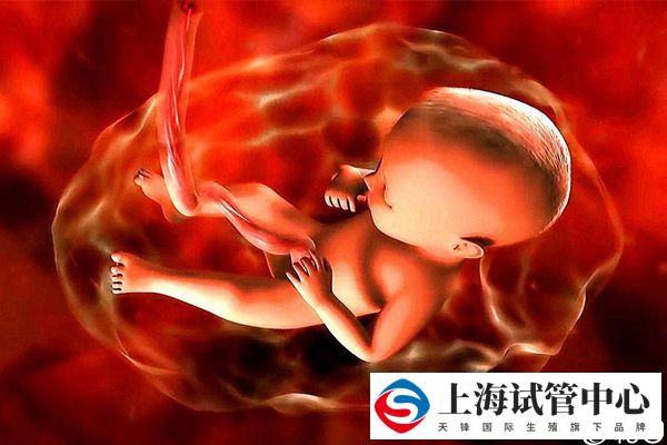 胚胎发育成胎儿的时间