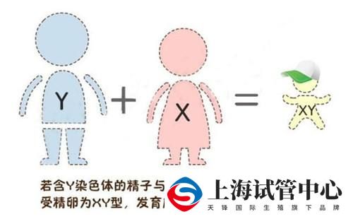 生男生女
