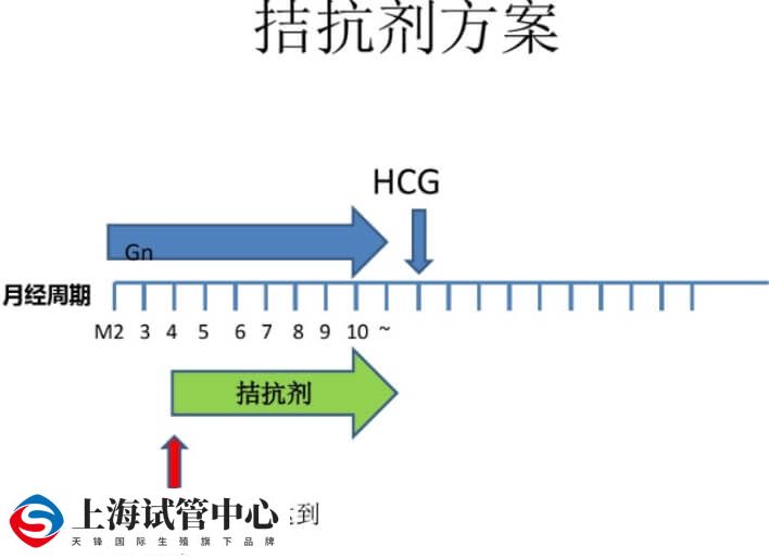 拮抗剂方案用药流程图