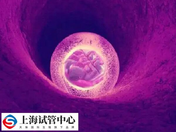 试管移植是将胚胎直接移植到宫腔内的