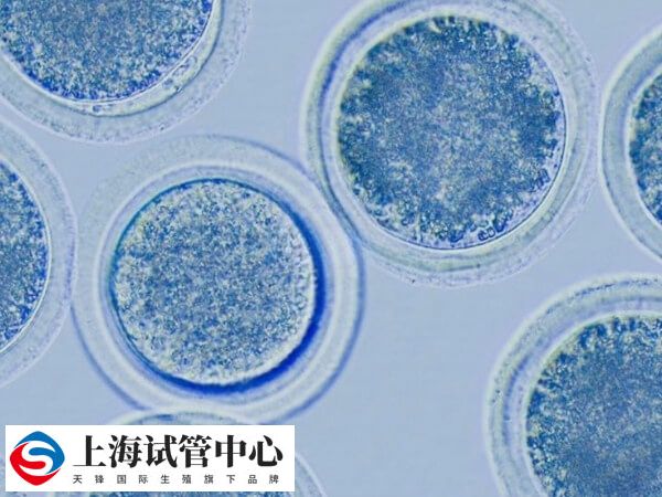 一代试管婴儿的成功率受多种因素影响